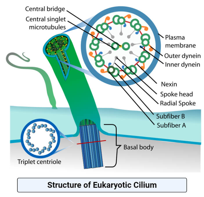 Structure of Cilium