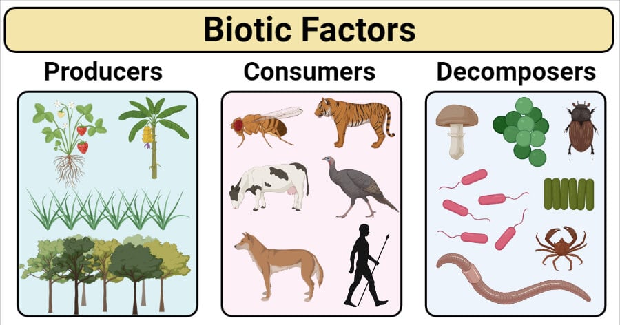 Biotic Factors: Types, Examples, Factors Affecting