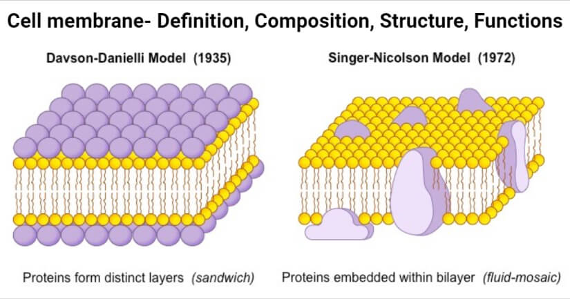 Cell membrane- Definition, Composition, Structure, Functions