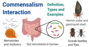 Commensalism Interaction- Definition, Types and Examples