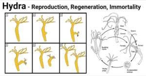 Hydra Reproduction
