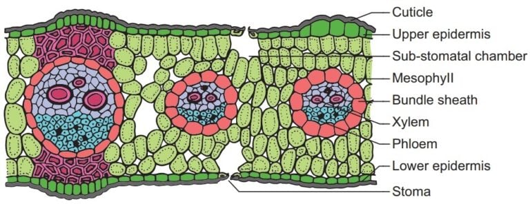 monocot-vs-dicot-leaves-structure-13-differences-examples