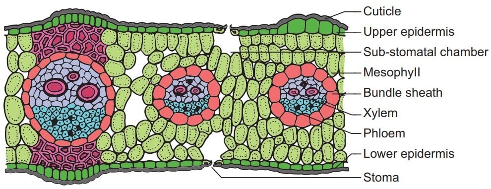 Monocot-Leaf-Structure-Grass