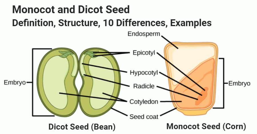 Monocot vs Dicot Seed