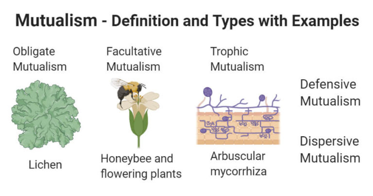 what is an example of a symbiotic relationship that is mutualistic