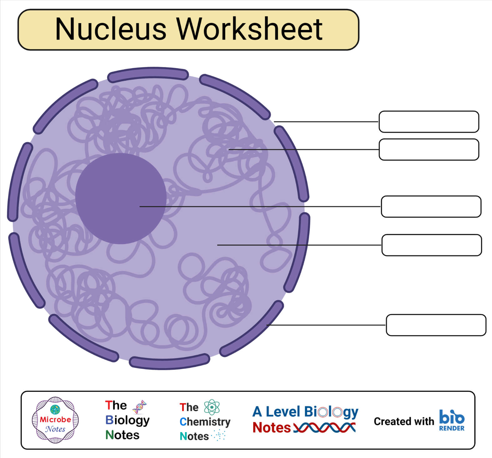 Nucleus Structure Worksheet