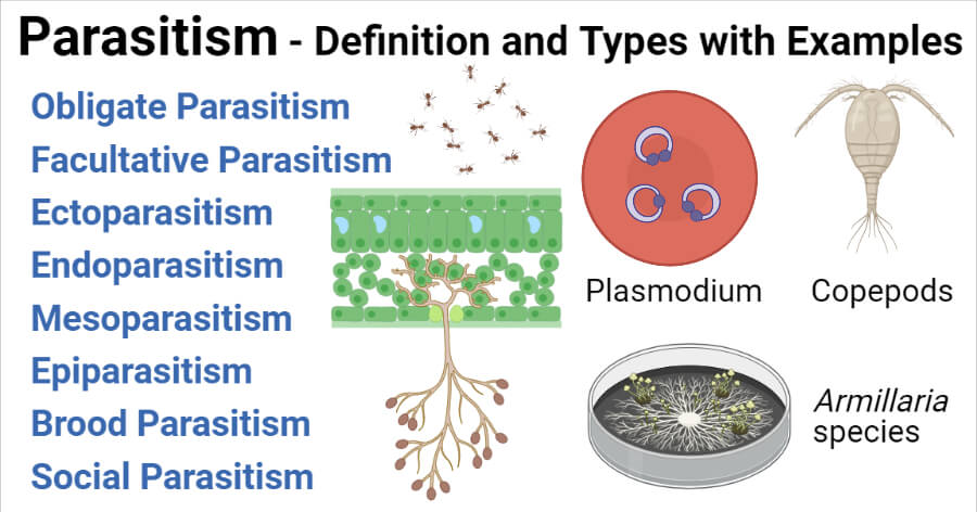 Parasitism Interaction