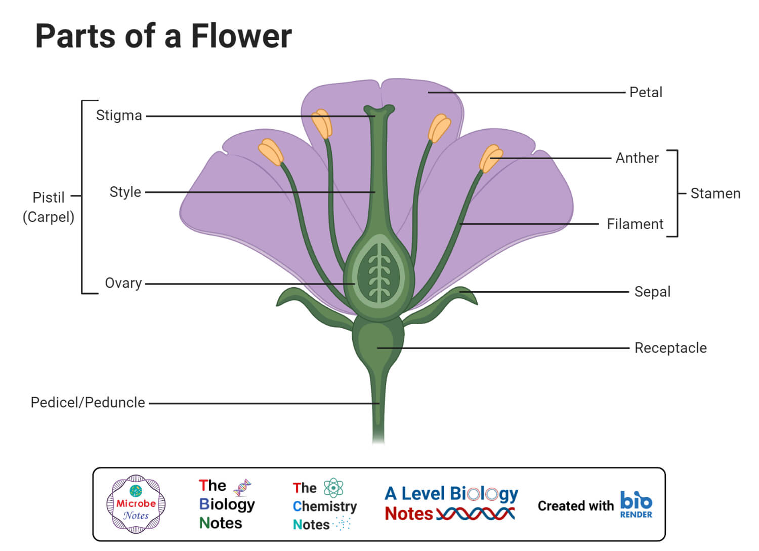 Monocot Vs Dicot Flower Definition Structure 6 Differences Examples