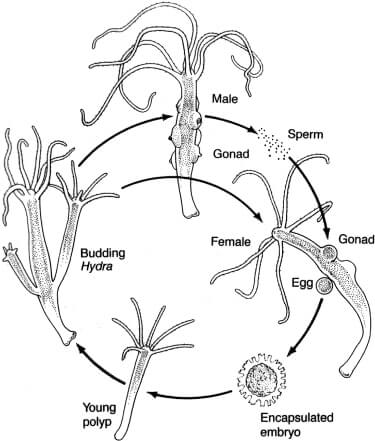 Sexual reproduction in Hydra