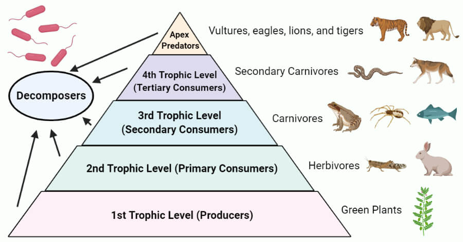 Trophic Level pyramid