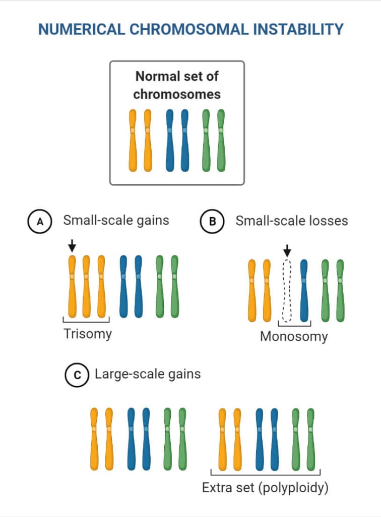 what-are-four-types-of-chromosomal-mutations-socratic