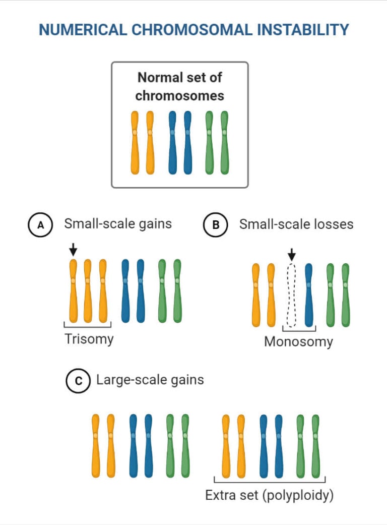Chromosomal Mutation Worksheet Answers