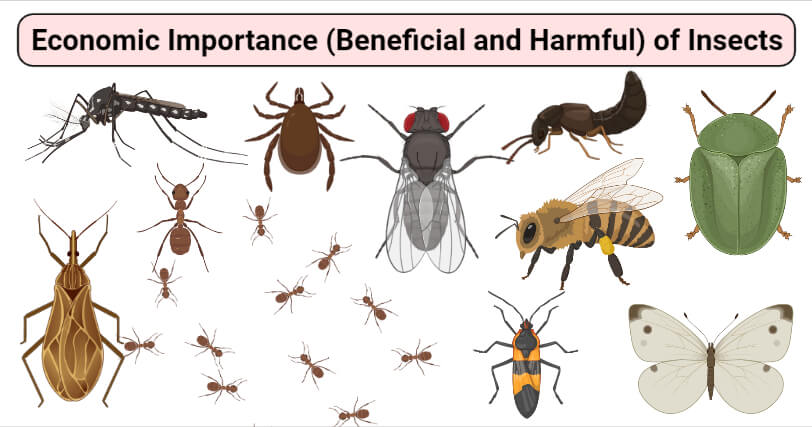 Economic Importance (Beneficial and Harmful) of Insects