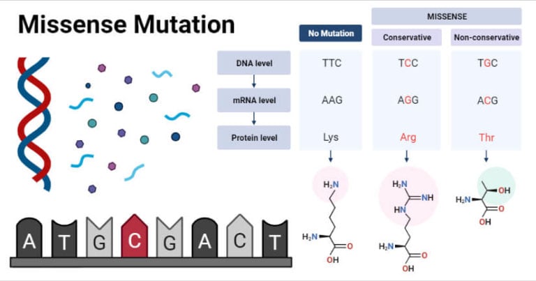 what-is-the-difference-between-nonsense-and-missense-mutation-pediaa-com