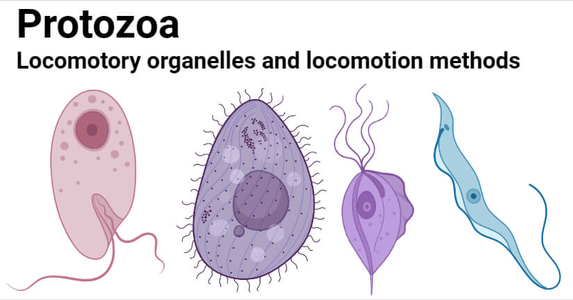 Protozoa Locomotory organelles and locomotion methods
