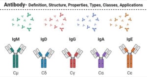 Antibody Types or Classes