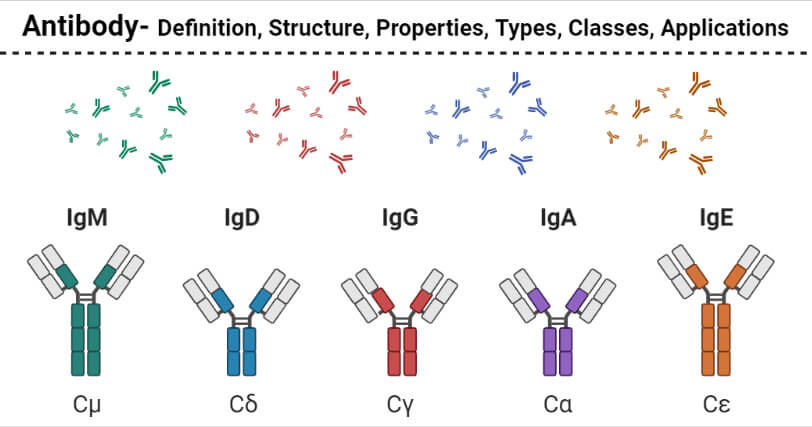 Antibody Types or Classes