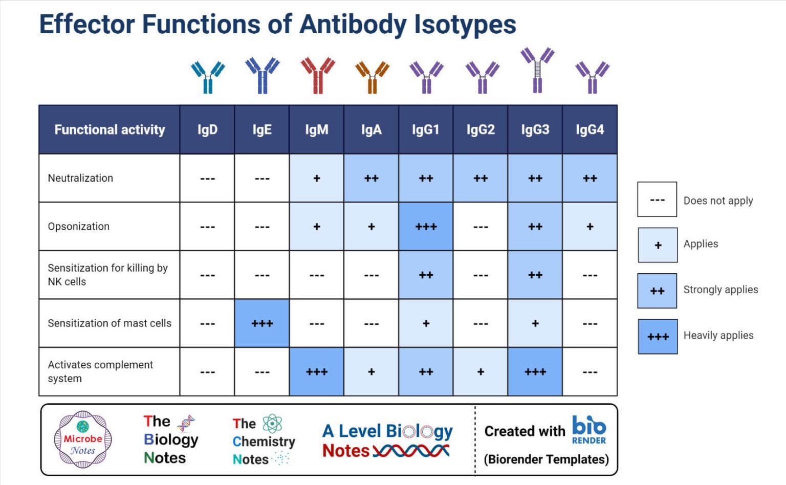 5 Types of Immunoglobulins IgG, IgM, IgA, IgD, and IgE