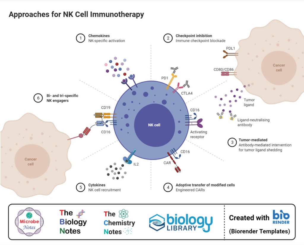 Natural Killer Nk Cells Definition Structure Immunity Functions 0787