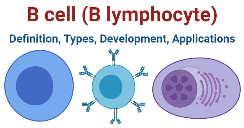 B cell (B lymphocyte)- Definition, Types, Development, Applications