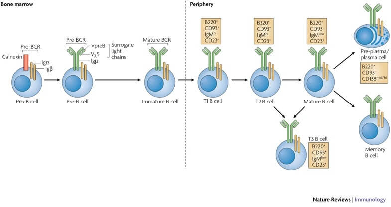 B cell (B lymphocyte) Development