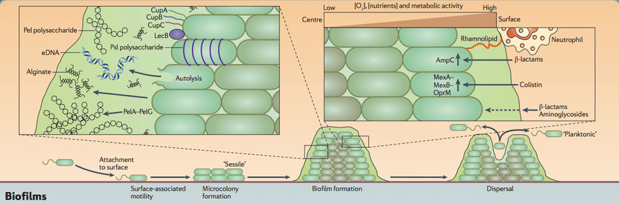 Biofilm formation in Pseudomonas aeruginosa