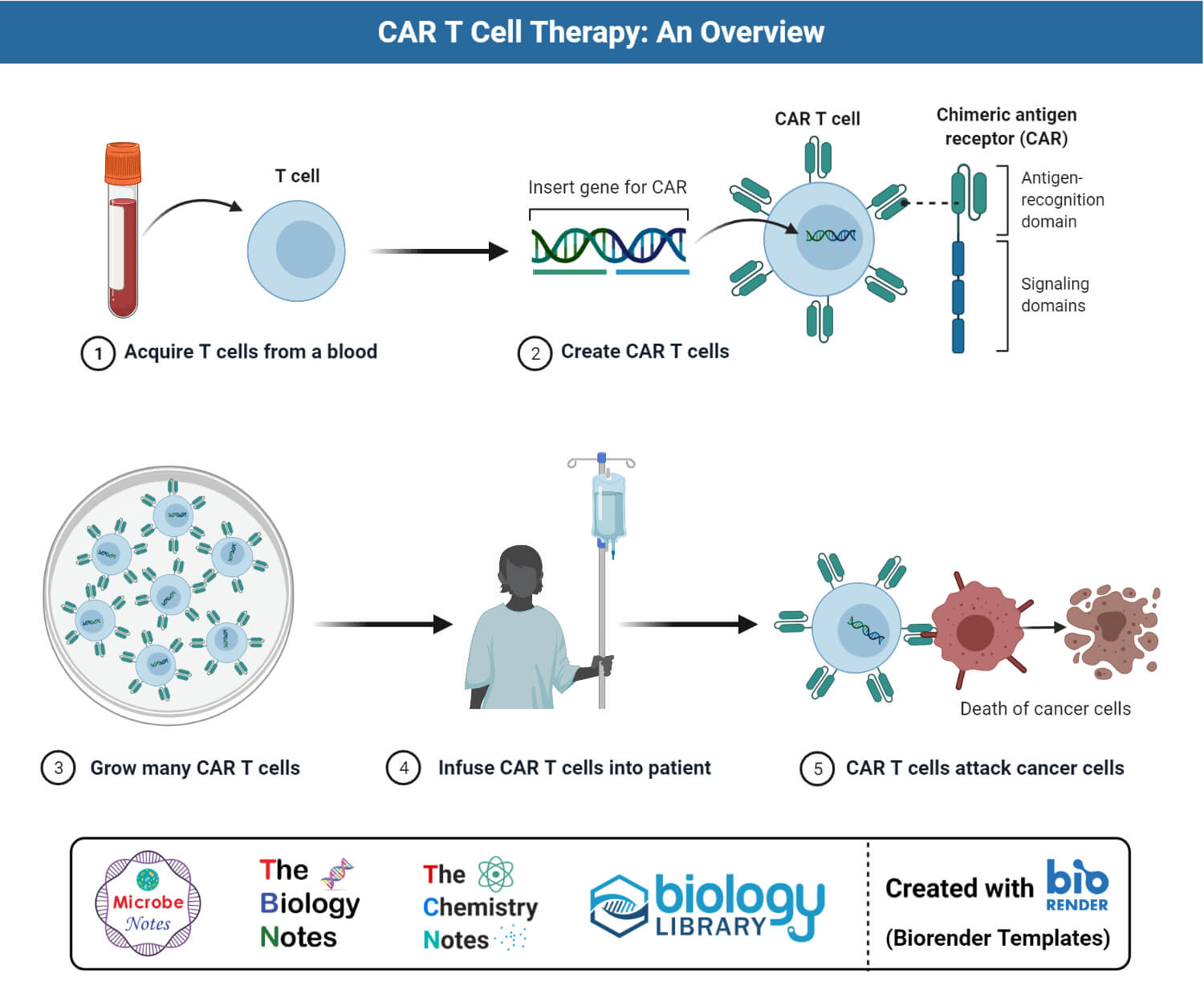 Chimeric Antigen Receptor (CAR) T Cell generation and cancer therapy