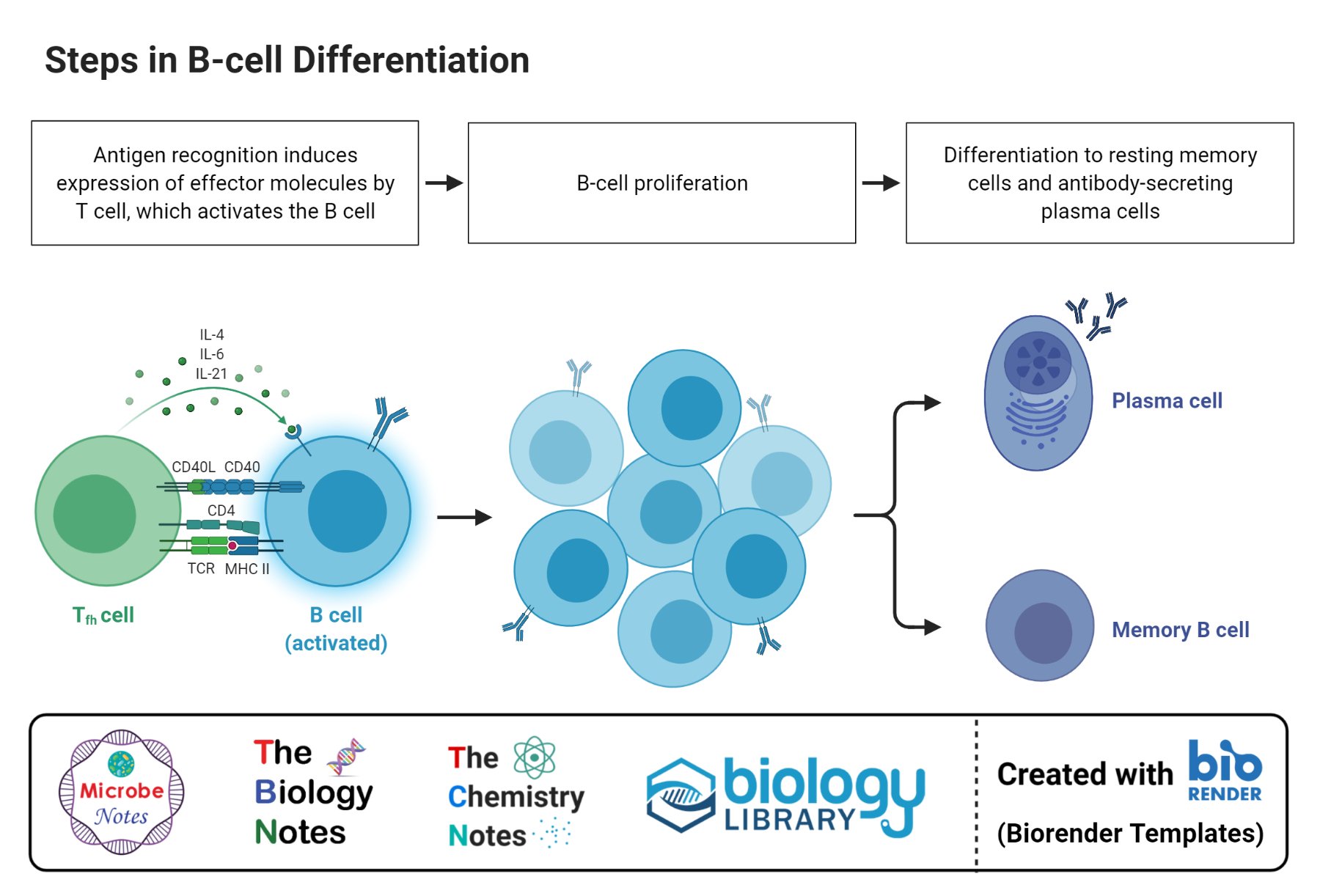 Differentiation of B cell
