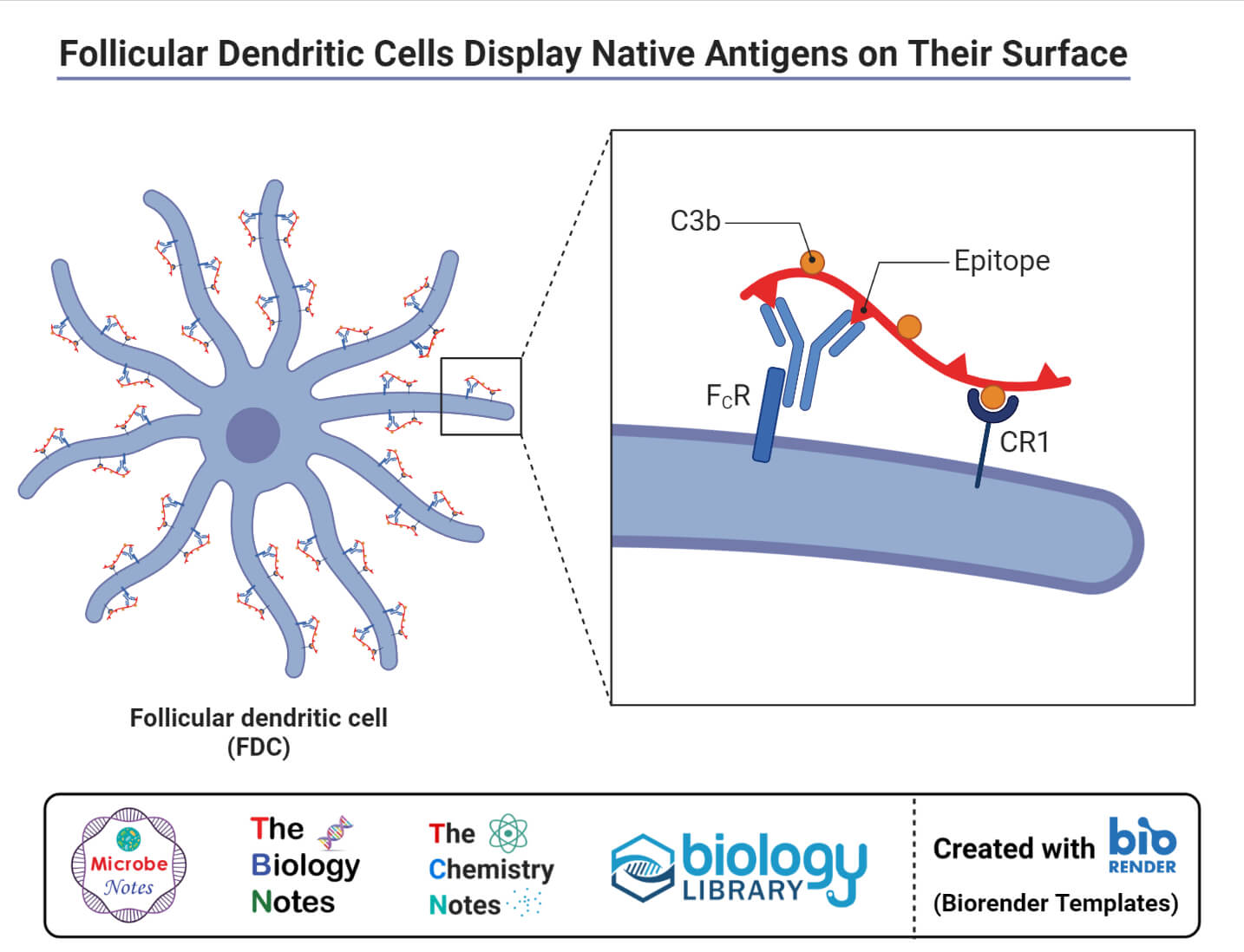 Follicular Dendritic Cells