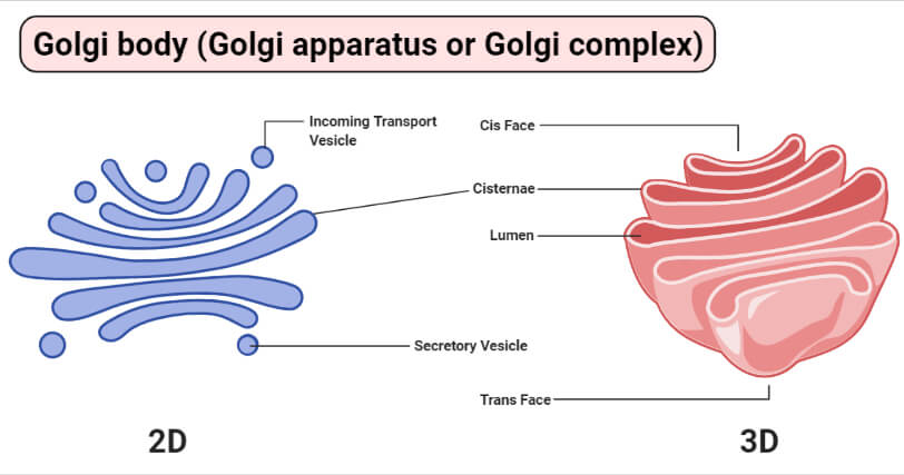 Golgi body (Golgi apparatus or Golgi complex)
