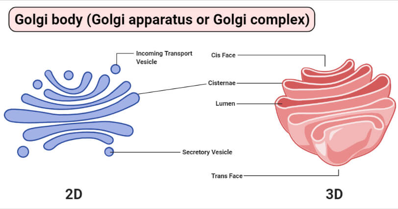 what does the golgi body look like