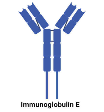 Immunoglobulin E (IgE)