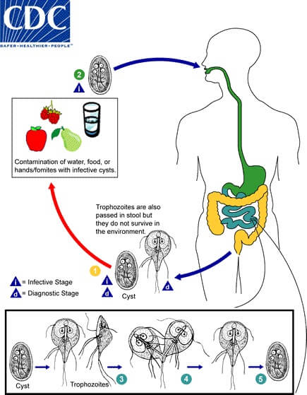 Life cycle and Mode of Transmission of Giardia duodenalis