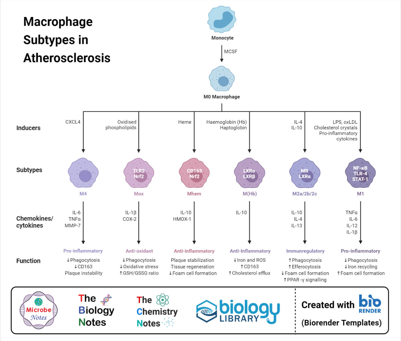 Macrophage Subtypes in Atherosclerosis