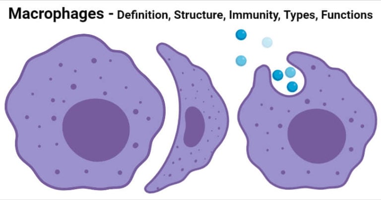 Macrophages: Structure, Immunity, Types, Functions
