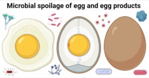 Microbial spoilage of egg and egg products