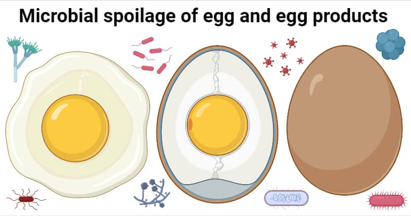 Microbial spoilage of egg and egg products