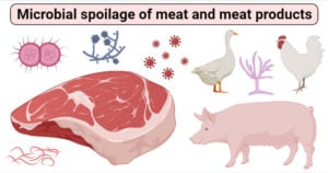 Microbial spoilage of meat and meat products