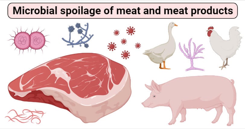 Microbial spoilage of meat and meat products