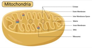 Mitochondria Structure