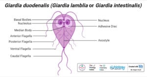 a giardia duodenalis ciszta nagysága féregtabletták gyógyszerei