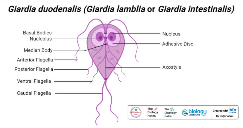 Morphology of Giardia duodenalis