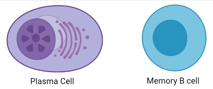Plasma Cell and Memory B cell