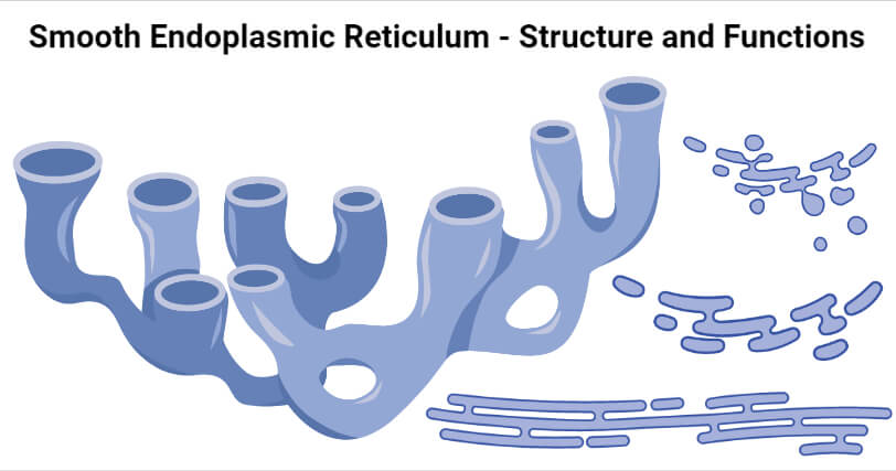 Smooth Endoplasmic Reticulum- Structure and Functions