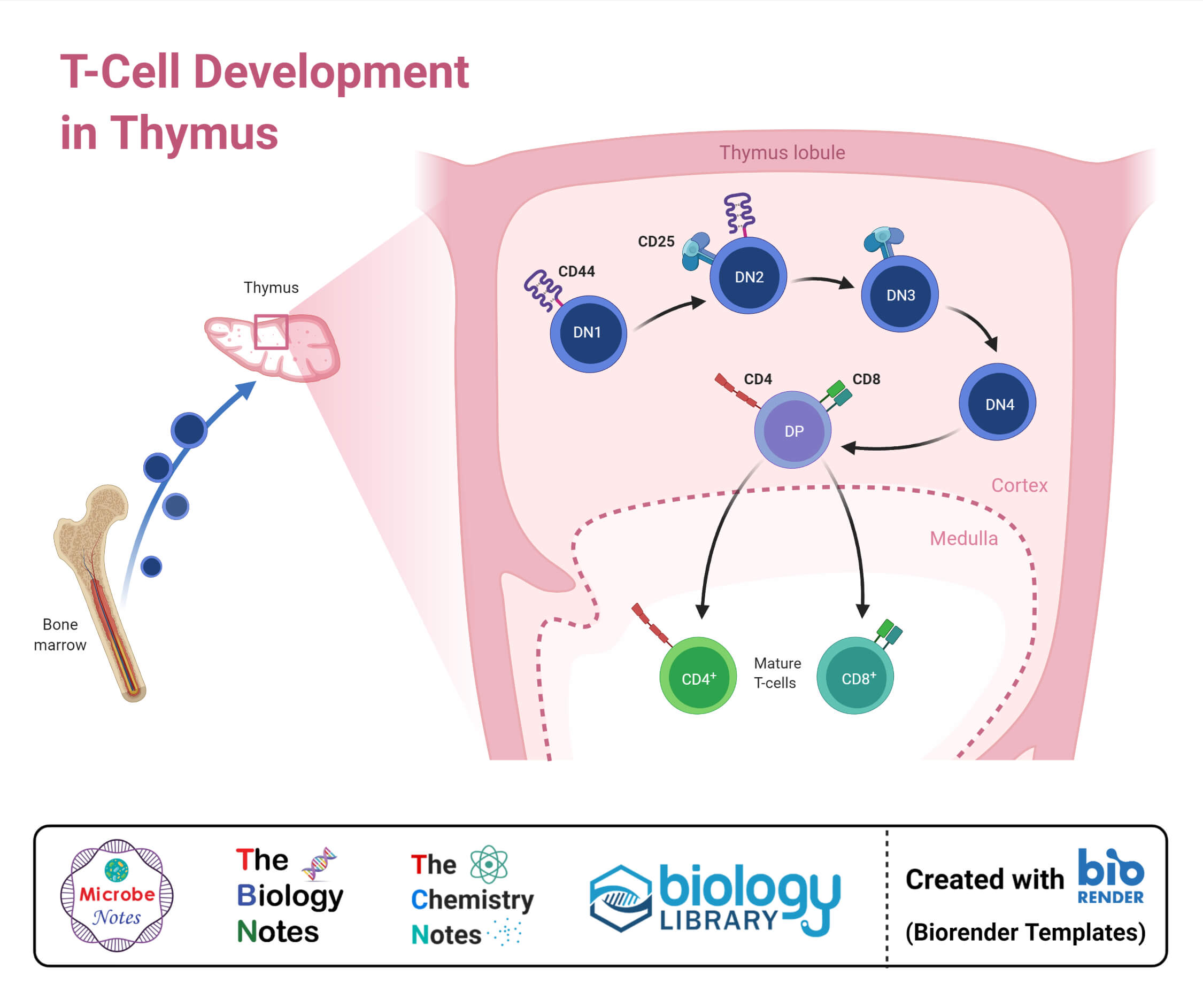 T-Cell Development in Thymus