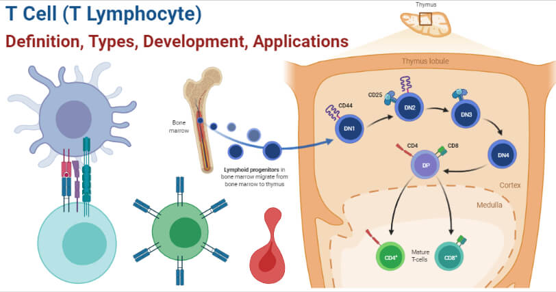 T Cell (T Lymphocyte)- Definition, Types, Development, Applications