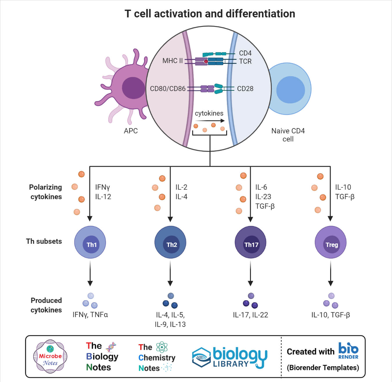 T cell activation and differentiation