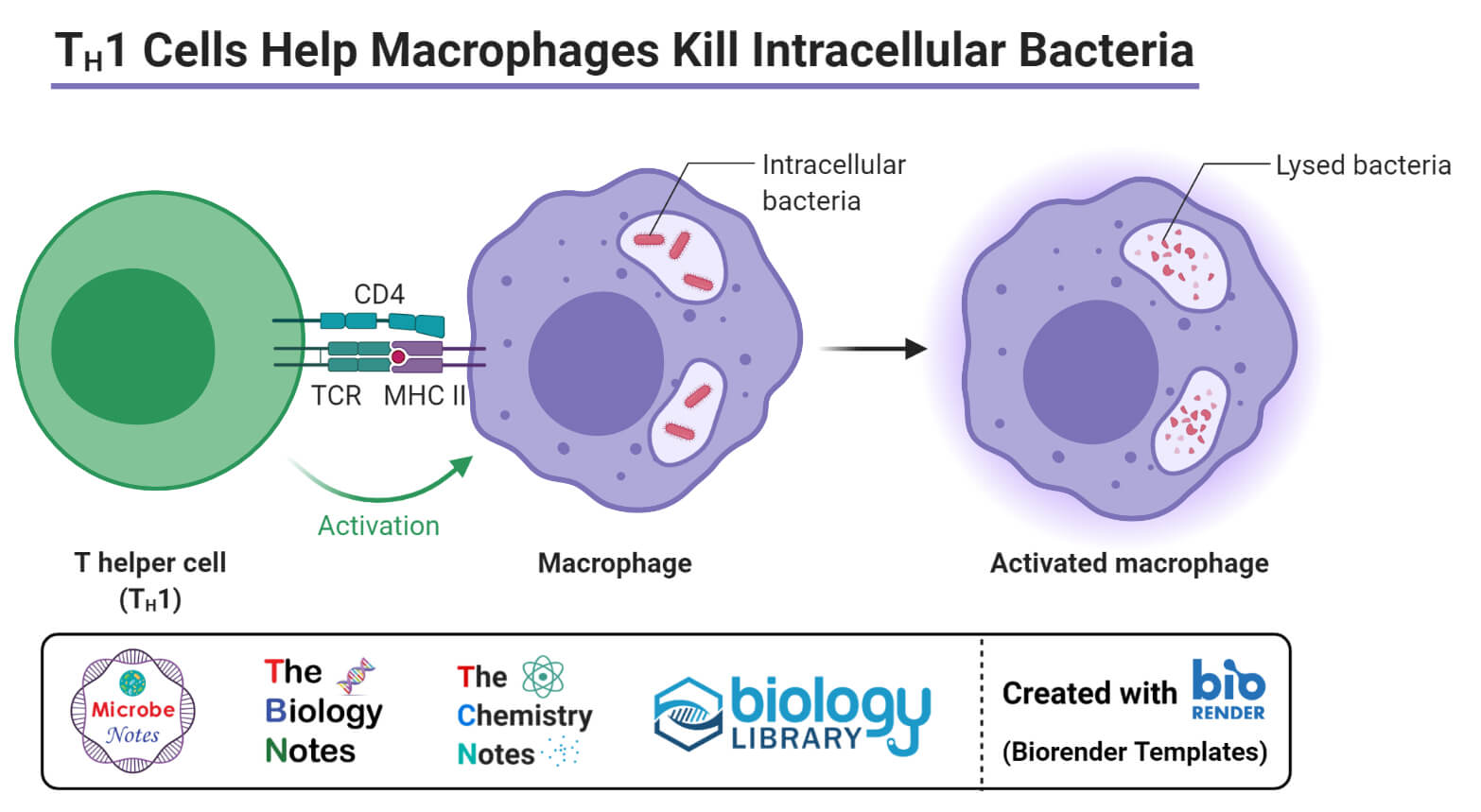 TH1 Cells Help Macrophages Kill Intracellular Bacteria
