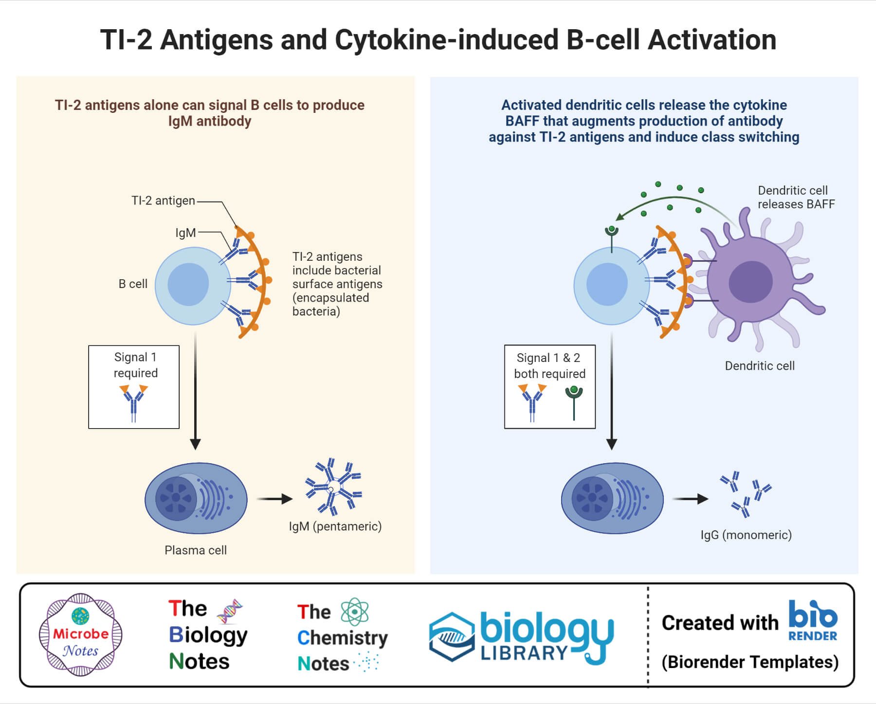 TI-2 Antigens and Cytokine-induced B-cell Activation