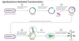 Agrobacterium-Mediated Gene Transfer (Transformation) in Plants